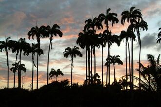 Wildlife of Caribbean Islands