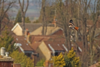 A red kite flies over rooftops