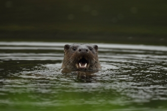 Otter with its mouth open