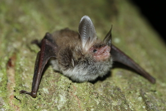 Bechstein's bat