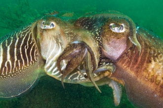 Mating Cuttlefish. Devon, UK