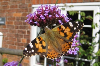 Painted lady in front of a window