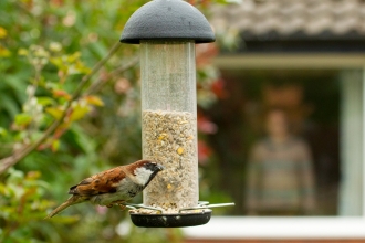 Sparrow on garden feeder