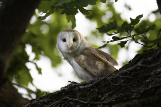 Barn owl looking down from a tree