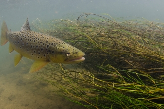 Brown trout