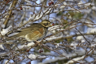 Redwing by Chris Gomersall/2020VISION