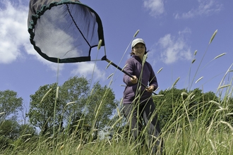 A woman sweep netting in long grass