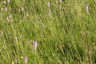 Common spotted orchids in bloom
