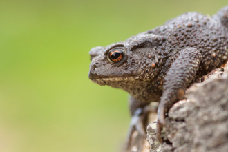 Common toad Tom Marshall