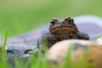 Common toad (Bufo bufo) on gardening glove amongst grass