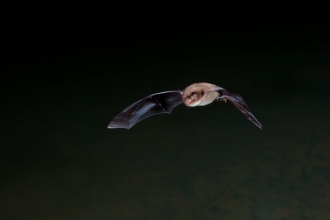 Daubenton's Bat - Dale Sutton/2020 Vision