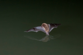Daubenton's Bat
