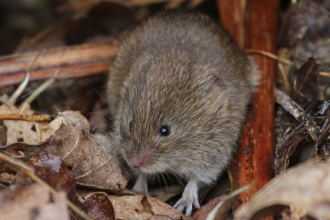 Field vole