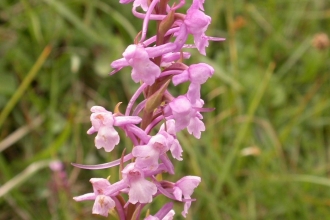 A fragrant orchid in bloom