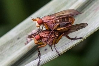 Fruit flies mating - Mark Robinson