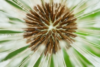 An extreme close-up of the centre of a dandelion
