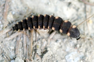 Glow worm larvae