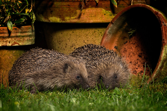 Hedgehogs in garden