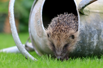 Hedgehog in watering can