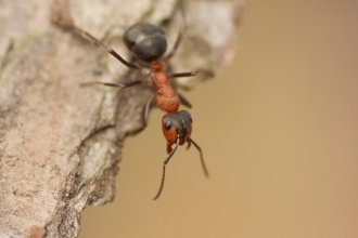 Ant