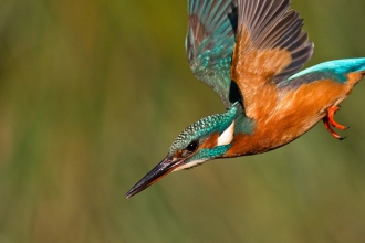 Kingfisher in flight about to dive
