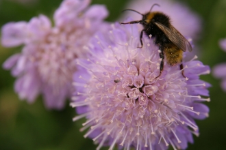 Field scabious and bee