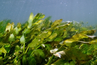 An underwater shot of a chalk stream