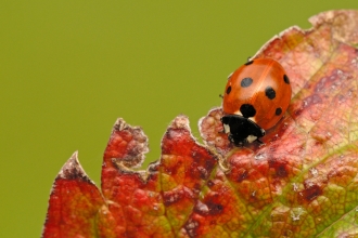 Ladybird