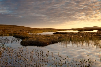 Pool on bog peatland at dawn in the Flow Country in Scotland