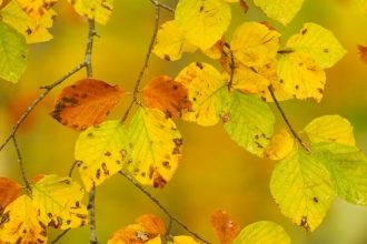 Autumn colours