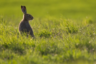 Hare looking right in a green field