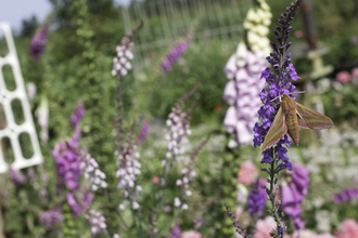 Elephant hawk moth in garden by Tom Marshall