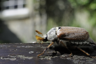 Common cockchafer