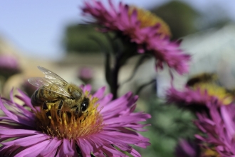 Honey bee on pink aster Nick Upton/2020VISION