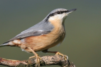 Nuthatch
