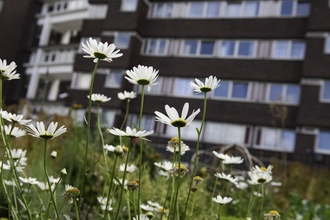 Community Gardening