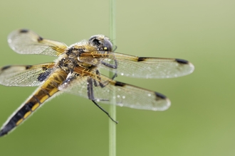 Four-spotted chaser