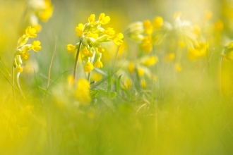 Cowslips