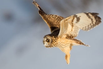 Short-eared owl in snow