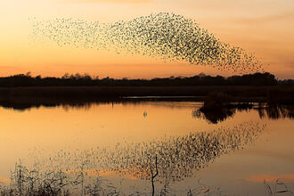 Murmuration of starlings at sunset