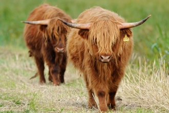 Highland cattle - Terry Whitaker/2020 Vision