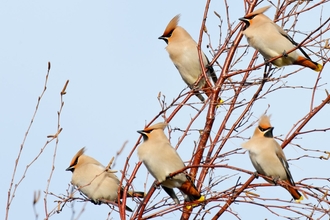 Waxwing (Bombycilla garrulus) feeding on Cotoneaster berries in supermarket car park