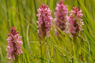 South-marsh orchids