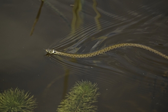 Swimming grass snake