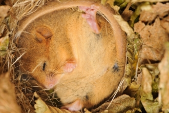 Hazel dormouse sleeping in leaf litter
