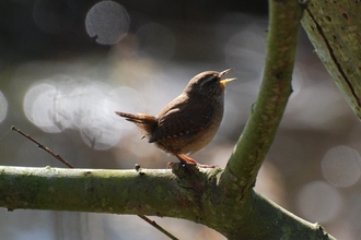 Singing wren by Stewart McDonald