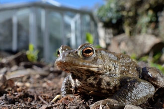 Toad - Wildlife Gardening