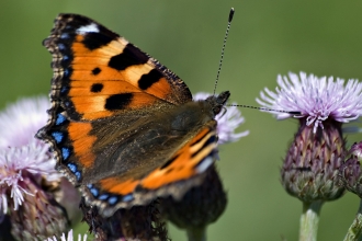 Tortoiseshell butterfly