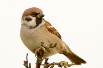 Tree sparrow