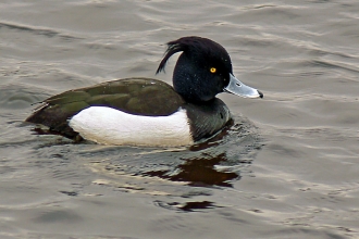 Tufted duck
